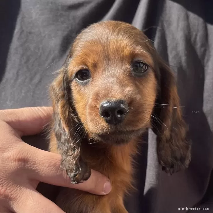 ID:2501-07451の子犬