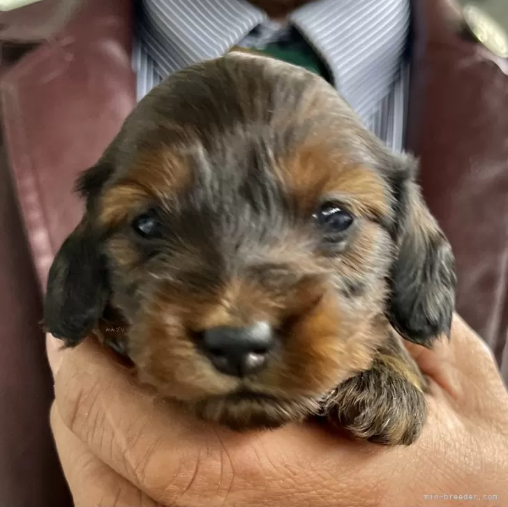 ID:2501-07452の子犬