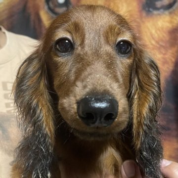 カニンヘンダックスフンド(ロング)【埼玉県・男の子・2025年3月7日・レッド】の写真「ドイツ純血カニンヘンダックス」
