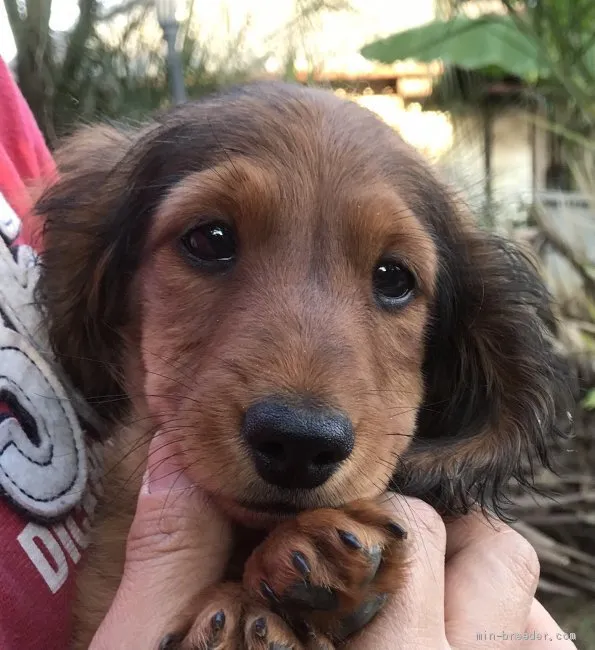 ID:2009-00091の子犬