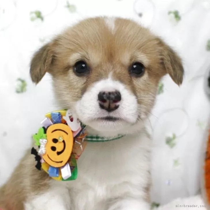 KMG 様のお迎えした子犬