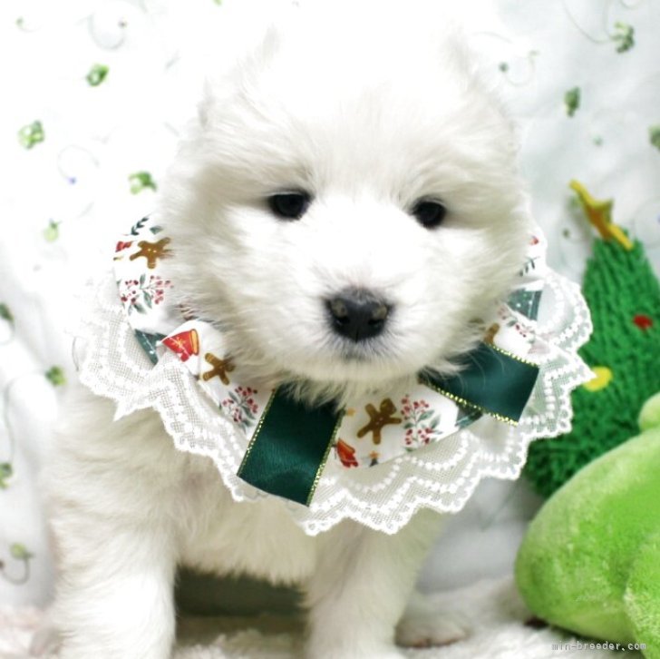 ブリーダー画像