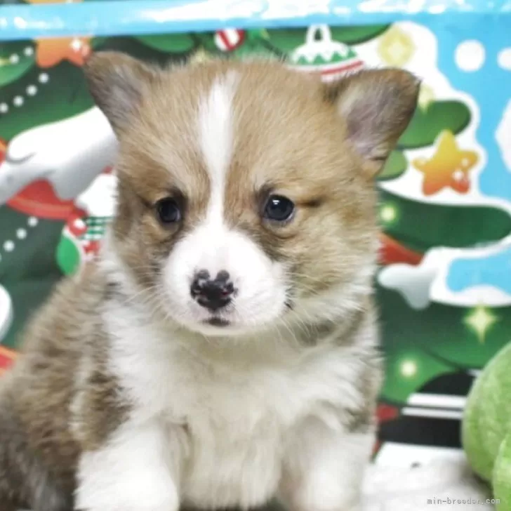 ウェルシュ・コーギー・ペンブローク【栃木県・男の子・2025年9月20日・レッド&amp;ホワイト】の写真1