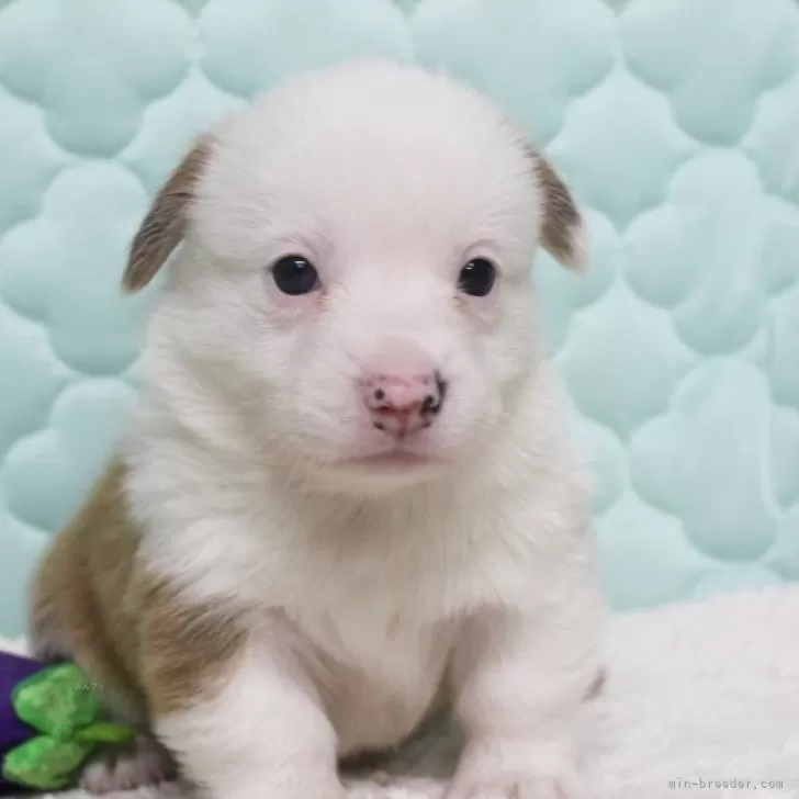 ID:2507-07091の子犬
