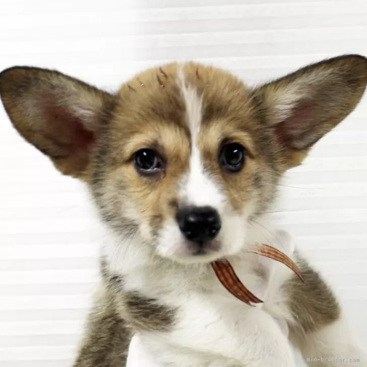 ID：2507-08880の子犬