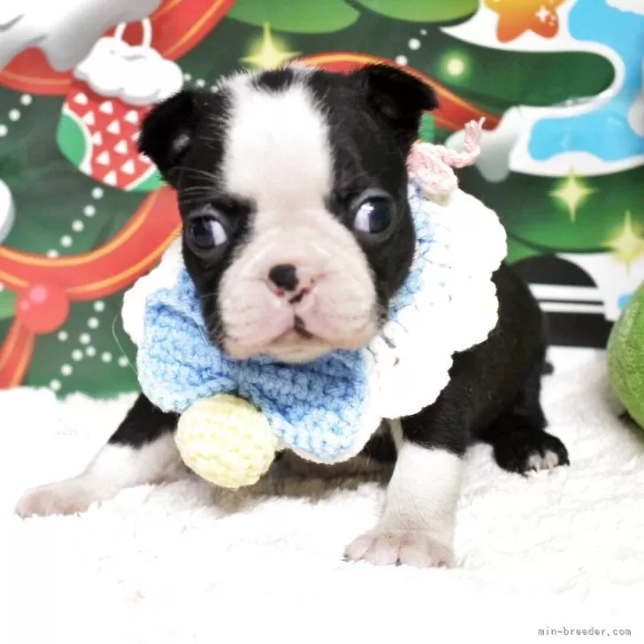 ボストンテリア【栃木県・女の子・2025年9月26日・ボストンカラー】の写真1