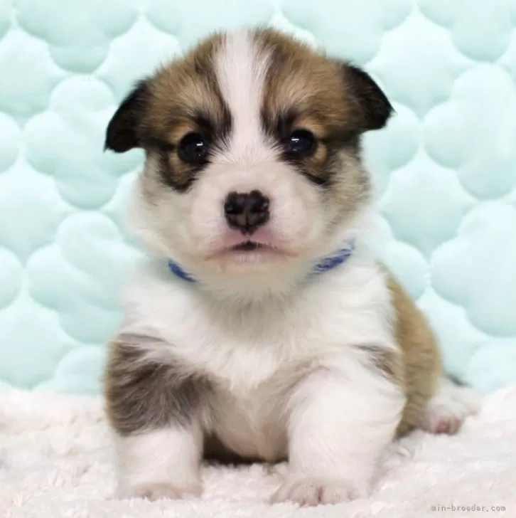 M.A 様のお迎えした子犬
