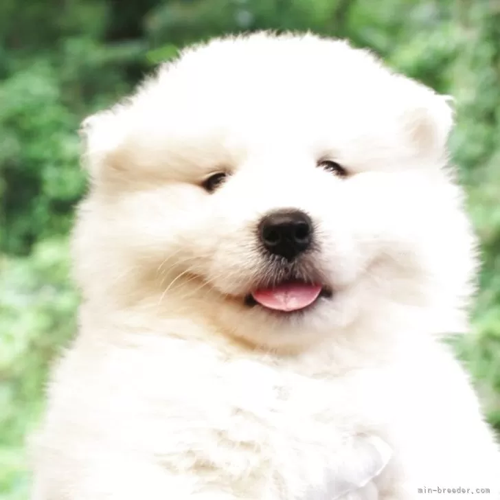 ID:2506-06339の子犬