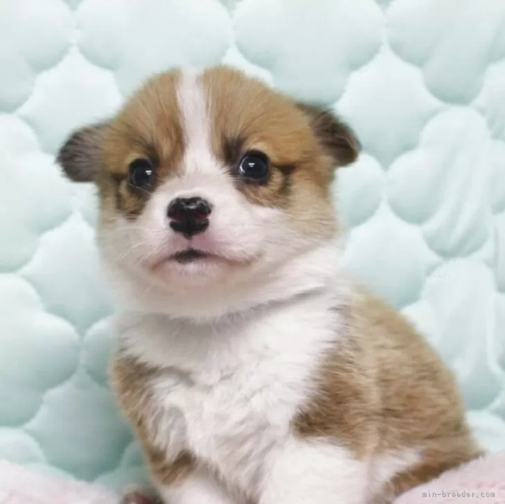 H.N 様のお迎えした子犬