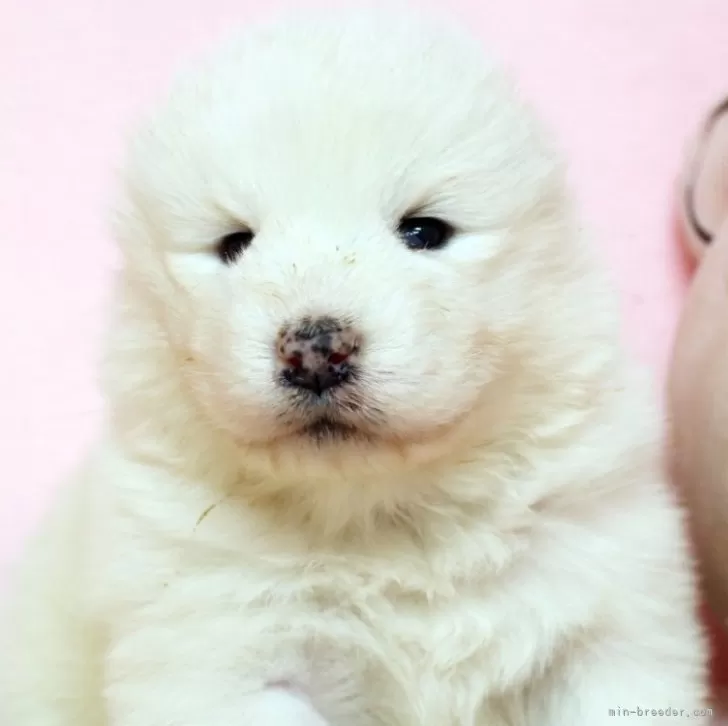 カズ 様のお迎えした子犬