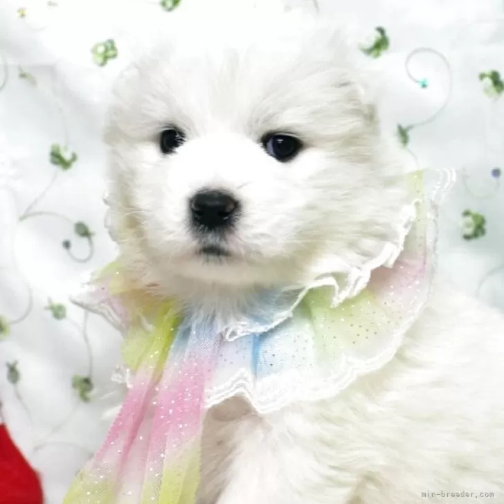 サモエド【栃木県・女の子・2025年10月3日・ホワイト】の写真1