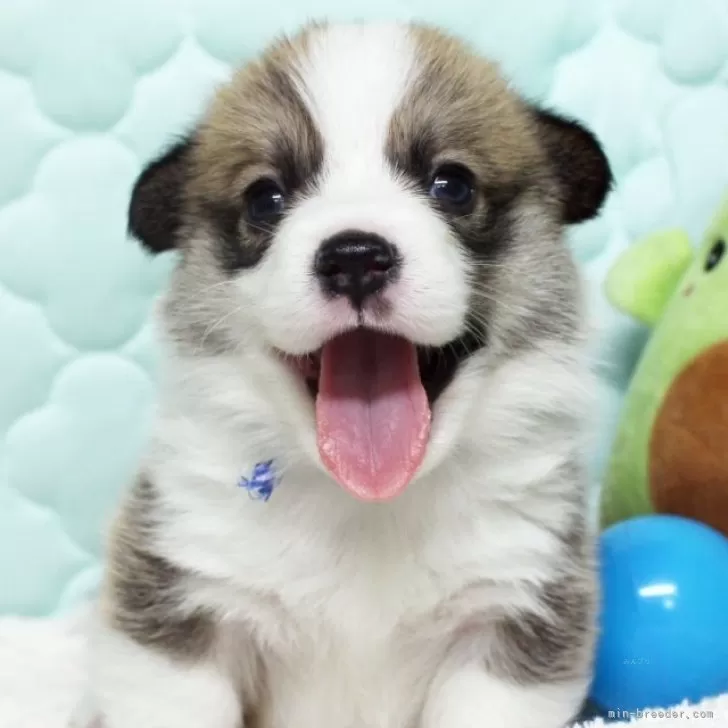 ID:2507-08868の子犬