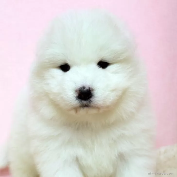 ID:2412-06120の子犬