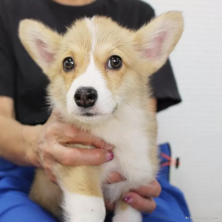 ID:2409-07197の子犬