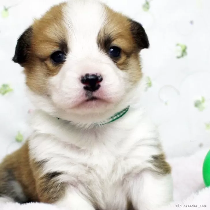 ID:2503-01087の子犬