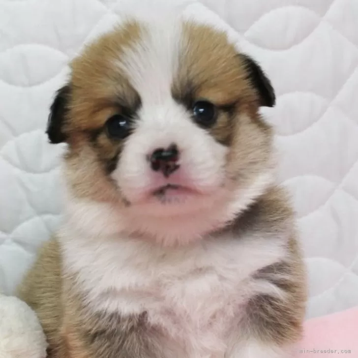 ID:2504-05320の子犬