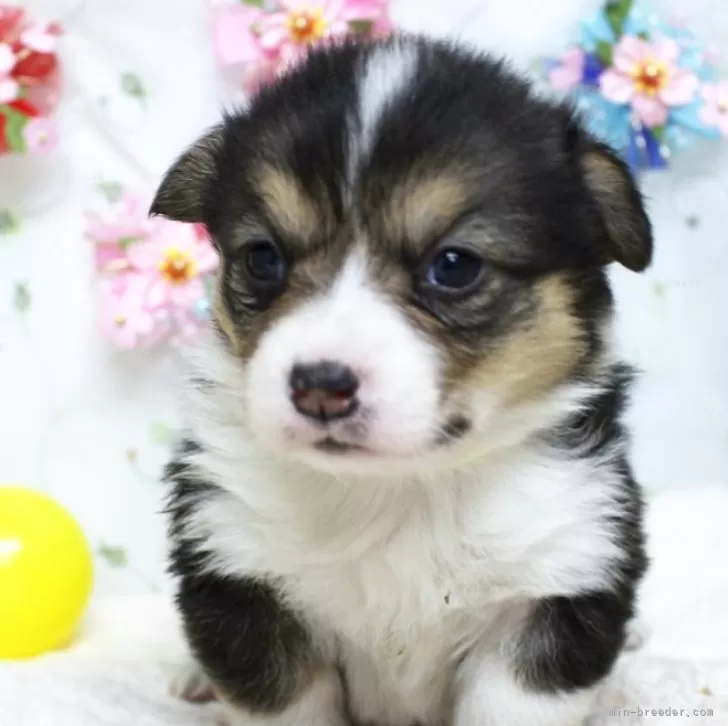 ID:2503-06037の子犬