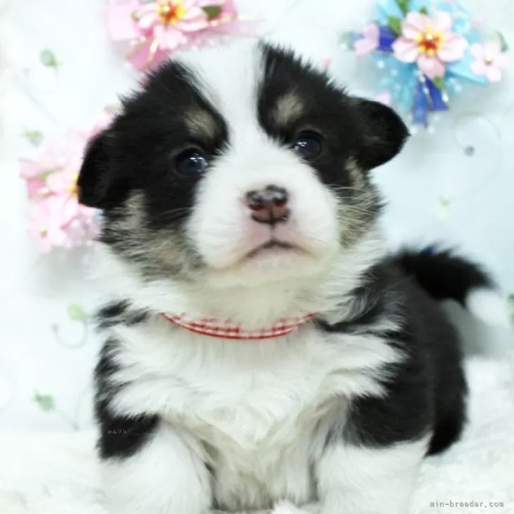 M.M 様のお迎えした子犬