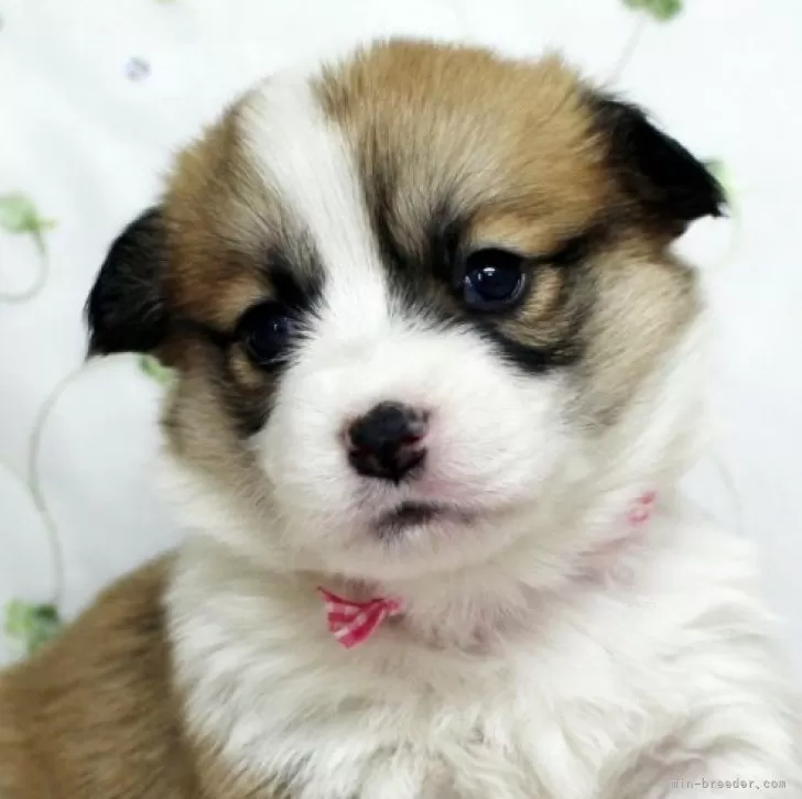 ID:2501-03479の子犬