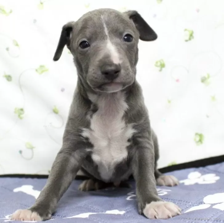 A.O 様のお迎えした子犬