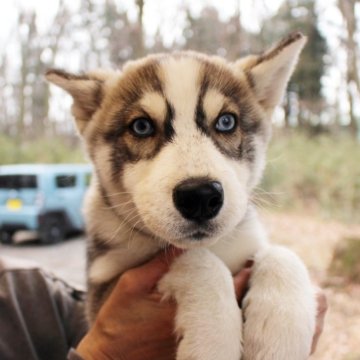 シルバー＆ホワイトのシベリアンハスキーの子犬を探す