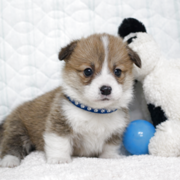 ウェルシュ・コーギー・ペンブローク【栃木県・男の子・2025年12月17日・レッド&ホワイト】の写真「両親遺伝子クリア！尻尾あります。甘えた君」