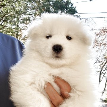 サモエド【栃木県・女の子・2025年10月3日・ホワイト】の写真「モフモフ大家族が皆さんのお越しをお待ちしてます」