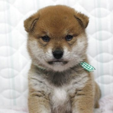 柴犬(標準サイズ)【栃木県・男の子・2025年4月12日・赤】の写真「父遺伝子クリア！可愛い系男子です。」