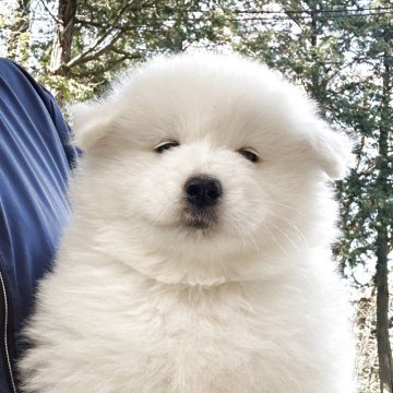 サモエド【栃木県・男の子・2025年10月3日・ホワイト】の写真「ふわふわもこもこのイケワンボーイに成長中です💚」