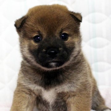 柴犬(標準サイズ)【栃木県・女の子・2025年4月12日・赤】の写真「標準サイズですが豆柴みたいに小さいです。」