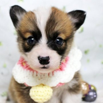 ウェルシュ・コーギー・ペンブローク【栃木県・女の子・2025年11月5日・レッド&ホワイト】の写真「一人っ子の甘えたちゃん！」