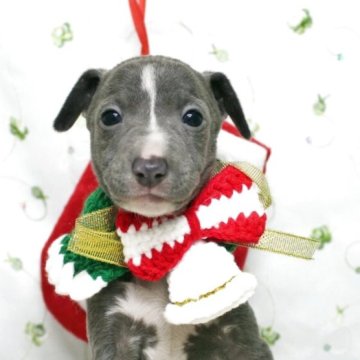 イタリアングレーハウンド【栃木県・女の子・2025年9月20日・ブルー&ホワイト】の写真「おしゃれわんこ洋服が良く似合います。」