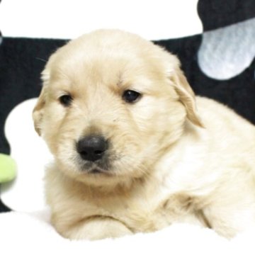 ゴールデンレトリバー【栃木県・女の子・2025年4月13日・ゴールド】の写真「良血統！父遺伝子クリア！美人系」