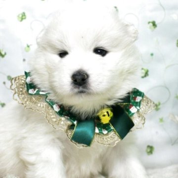 サモエド【栃木県・女の子・2025年10月3日・ホワイト】の写真「モフモフ大家族が皆さんのお越しをお待ちしてます。」