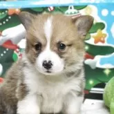 ウェルシュ・コーギー・ペンブローク【栃木県・男の子・2025年9月20日・レッド&ホワイト】の写真1