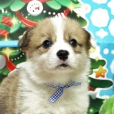 ウェルシュ・コーギー・ペンブローク