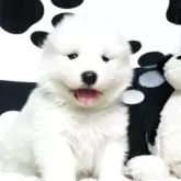 サモエド