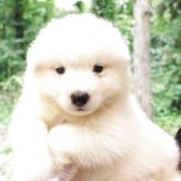 サモエド