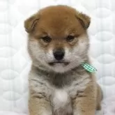 柴犬(標準サイズ)