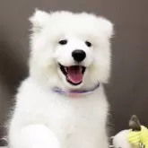 サモエド