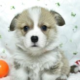 ウェルシュ・コーギー・ペンブローク