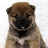 柴犬(標準サイズ)