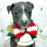 イタリアングレーハウンド