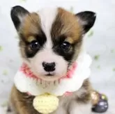 ウェルシュ・コーギー・ペンブローク【栃木県・女の子・2025年11月5日・レッド&ホワイト】の写真1