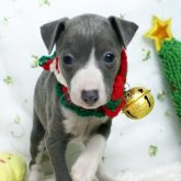 イタリアングレーハウンド