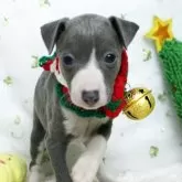 イタリアングレーハウンド