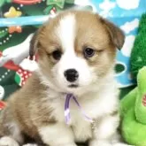 ウェルシュ・コーギー・ペンブローク【栃木県・男の子・2025年9月20日・レッド&ホワイト】の写真1