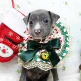 イタリアングレーハウンド