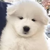 サモエド【栃木県・女の子・2025年10月3日・ホワイト】の写真1