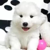 サモエド